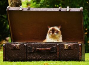PU leather suitcase-Image by aAlexaa from a pixabay